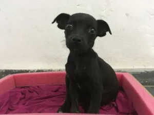 Cachorro raça Vira-Lata idade 2 a 6 meses nome Bolinha