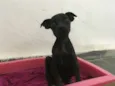 Bolinha