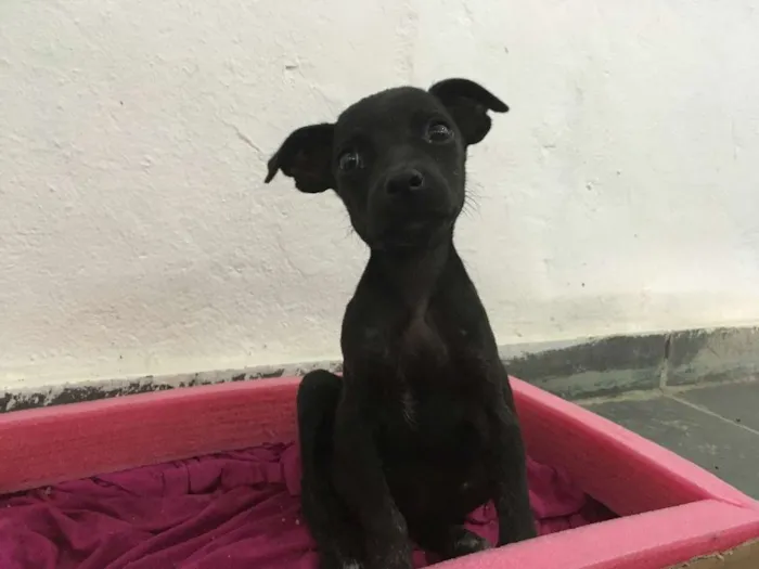 Cachorro raça Vira-Lata idade 2 a 6 meses nome Bolinha