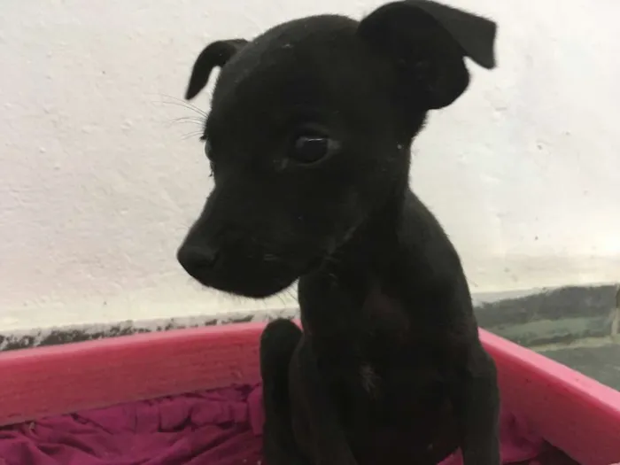 Cachorro raça Vira-Lata idade 2 a 6 meses nome Bolinha