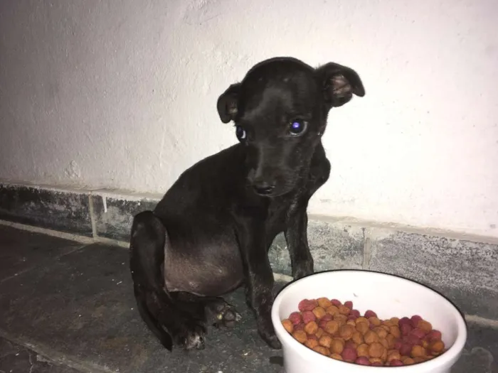 Cachorro raça Vira-Lata idade 2 a 6 meses nome Bolinha