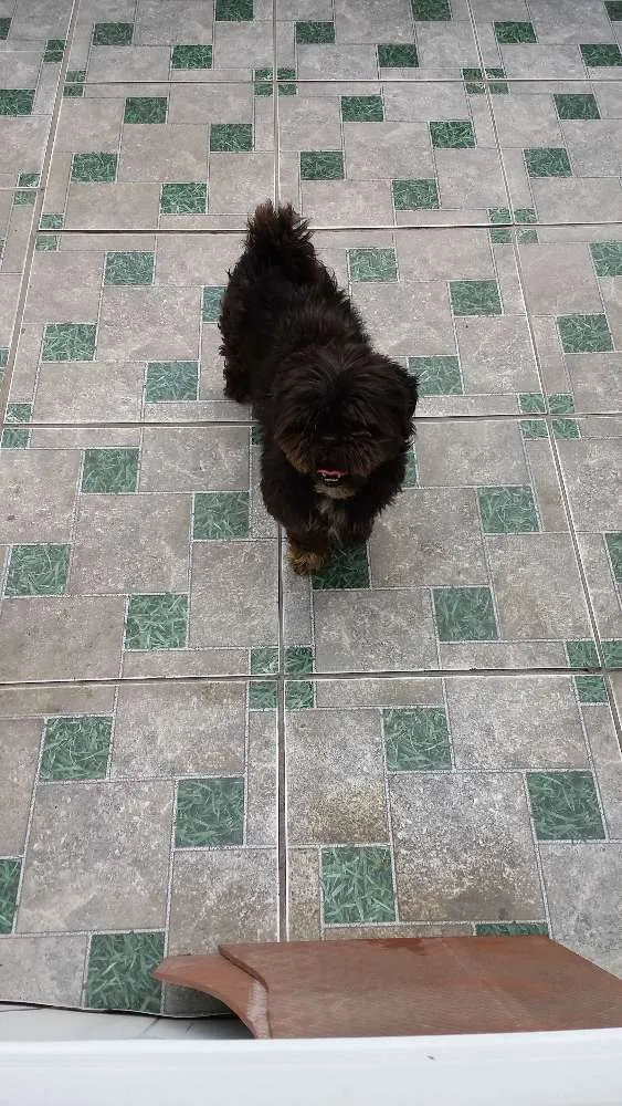 Cachorro raça Shitzu idade 4 anos nome Tom