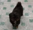 Tom