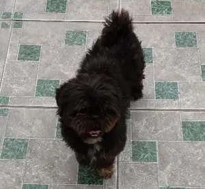 Cachorro raça Shitzu idade 4 anos nome Tom