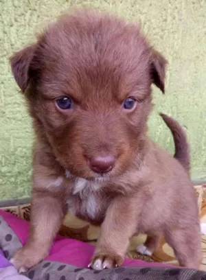 Cachorro raça SRD idade 2 a 6 meses nome MIX DE LABRADORA SRD