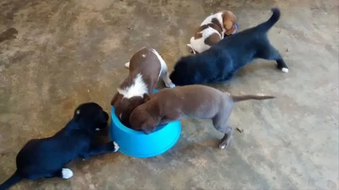 Cachorro ra a Vira lata  idade Abaixo de 2 meses nome Não tem nome! 