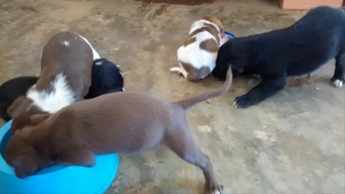 Cachorro ra a Vira lata  idade Abaixo de 2 meses nome Não tem nome! 