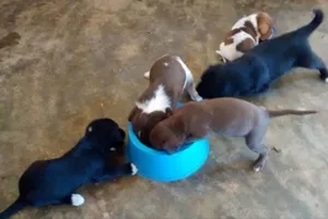 Cachorro raça Vira lata  idade Abaixo de 2 meses nome Não tem nome! 