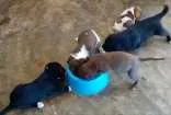 Cachorro raça Vira lata  idade Abaixo de 2 meses nome Não tem nome! 