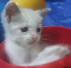 Gato raça Siamês.  idade Abaixo de 2 meses nome Sem nome. 