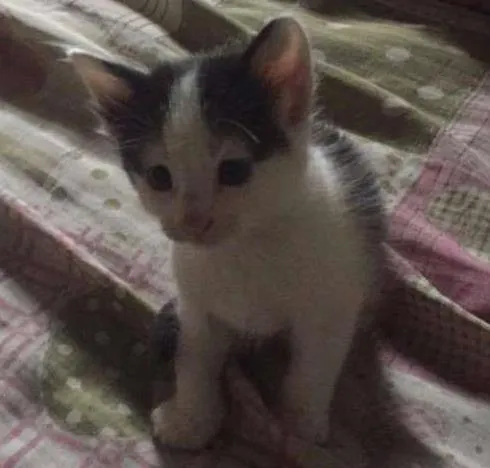 Gato ra a Vira-lata idade Abaixo de 2 meses nome Mione