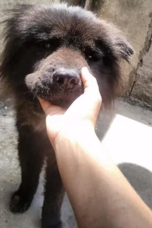 Cachorro raça Chochow idade 3 anos nome Pelé