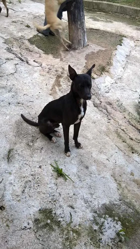 Cachorro ra a mix pit bull idade 1 ano nome noel