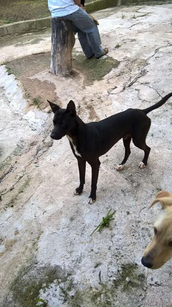 Cachorro ra a mix pit bull idade 1 ano nome noel