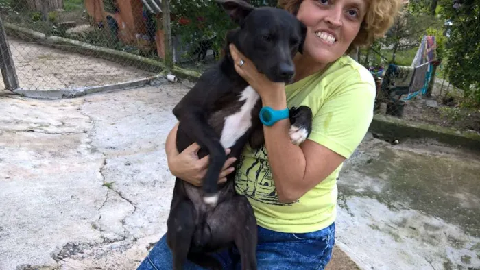 Cachorro ra a mix pit bull idade 1 ano nome noel