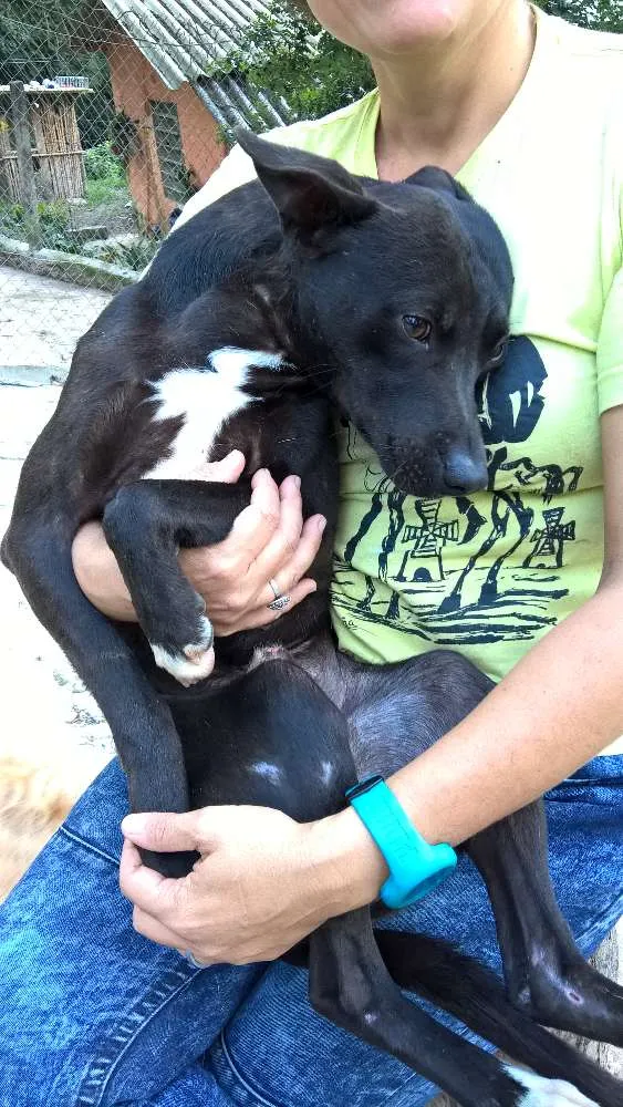 Cachorro ra a mix pit bull idade 1 ano nome noel