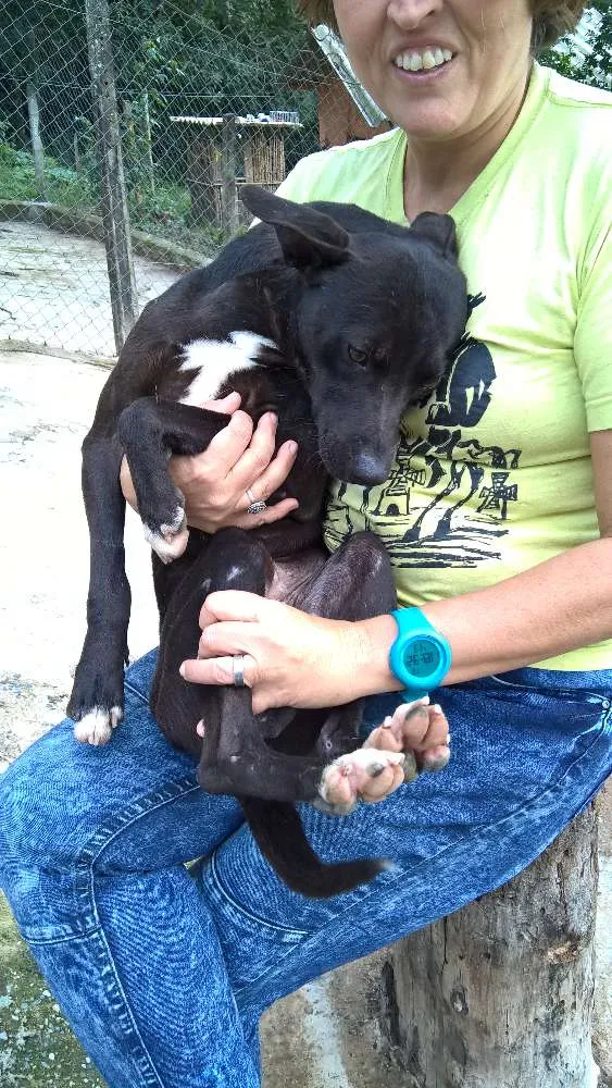 Cachorro ra a mix pit bull idade 1 ano nome noel