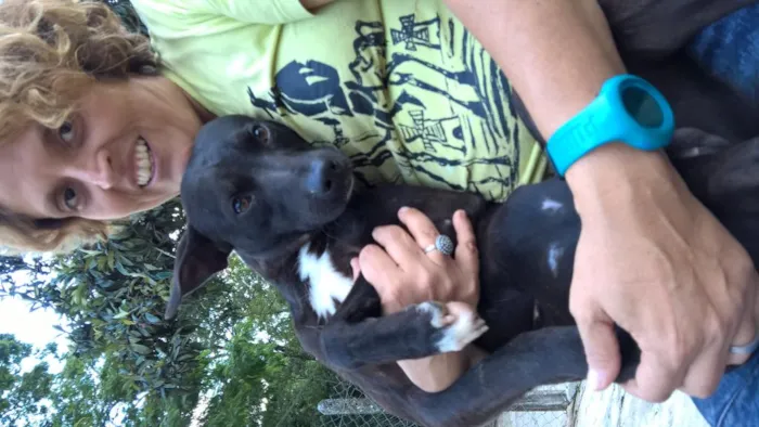 Cachorro ra a mix pit bull idade 1 ano nome noel