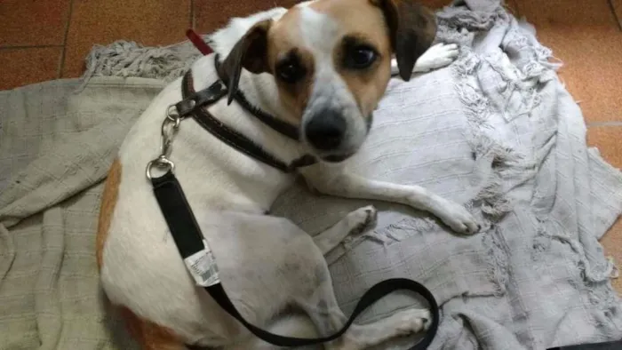 Cachorro ra a Indefinida idade 2 anos nome Mel