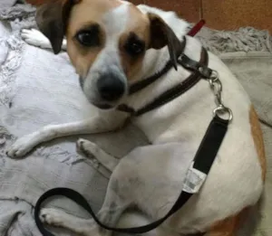 Cachorro raça Indefinida idade 2 anos nome Mel