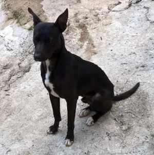 Cachorro raça mix pit bull idade 1 ano nome noel