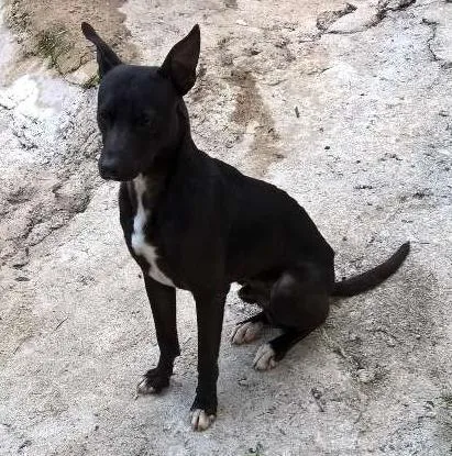 Cachorro ra a mix pit bull idade 1 ano nome noel
