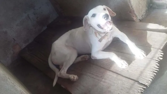 Cachorro ra a - idade 4 anos nome Pangare