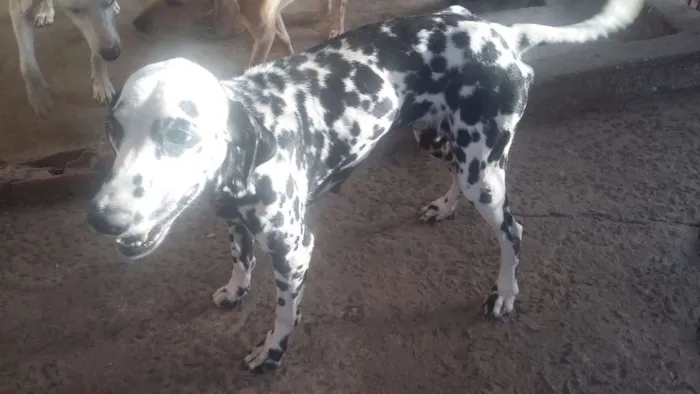 Cachorro ra a Dálmata idade 4 anos nome Pandora