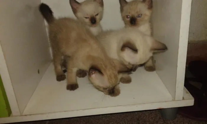 Gato raça siamês idade 2 a 6 meses nome sem nomes ainda