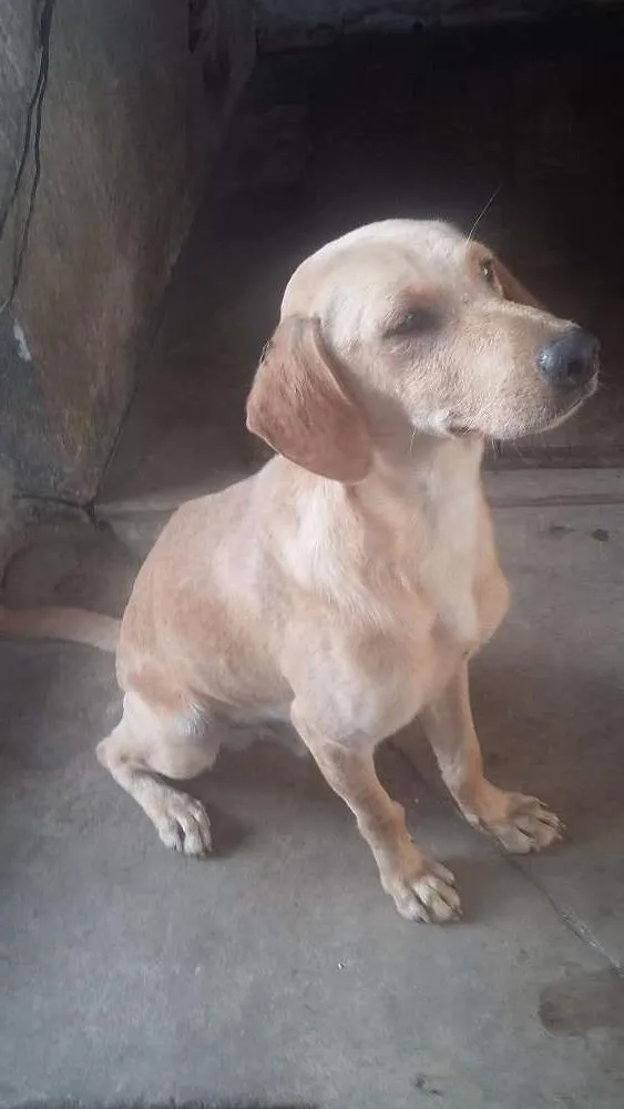 Cachorro ra a - idade 1 ano nome Marley