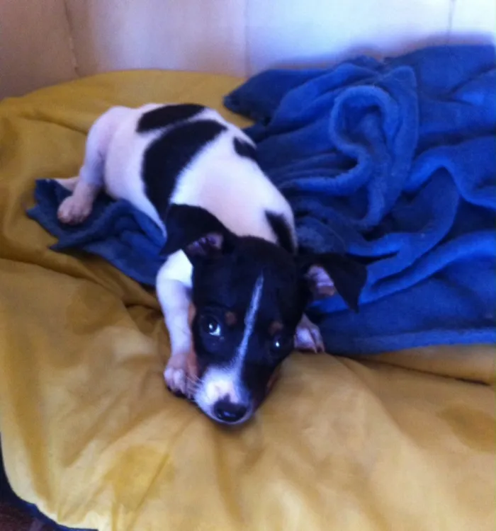 Cachorro ra a SRD idade Abaixo de 2 meses nome Valentina