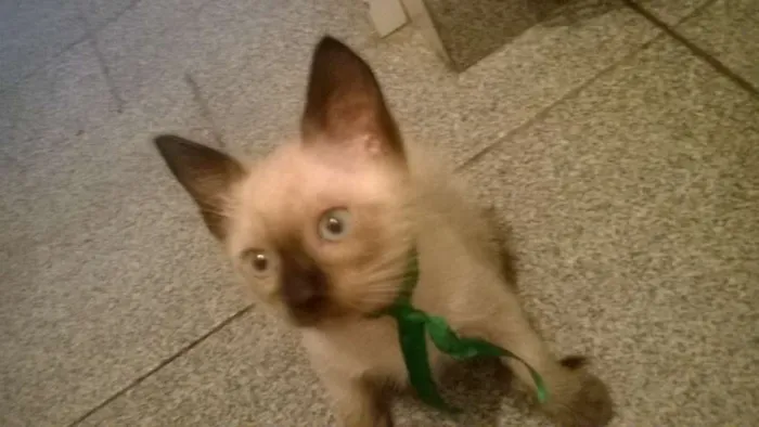 Gato raça sem raça definida idade 2 a 6 meses nome 5 filhotes