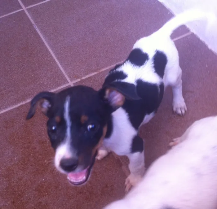 Cachorro ra a SRD idade Abaixo de 2 meses nome Valentina