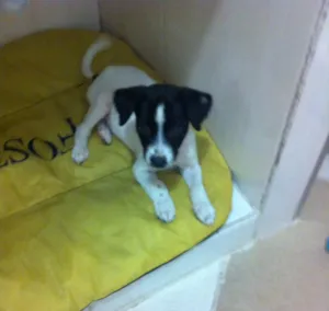 Cachorro raça SRD idade Abaixo de 2 meses nome Maya