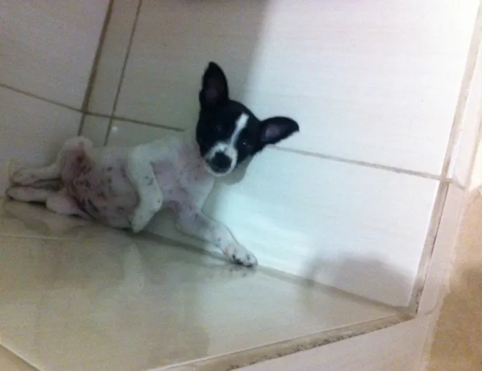 Cachorro ra a SRD idade Abaixo de 2 meses nome Maya