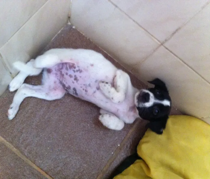Cachorro ra a SRD idade Abaixo de 2 meses nome Maya