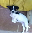 Maya