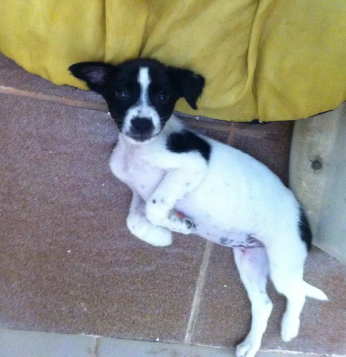 Cachorro ra a SRD idade Abaixo de 2 meses nome Maya
