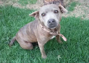 Cachorro raça Pitbull idade 6 ou mais anos nome Pitty