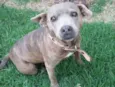 Pitty