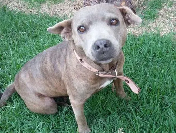 Cachorro raça Pitbull idade 6 ou mais anos nome Pitty