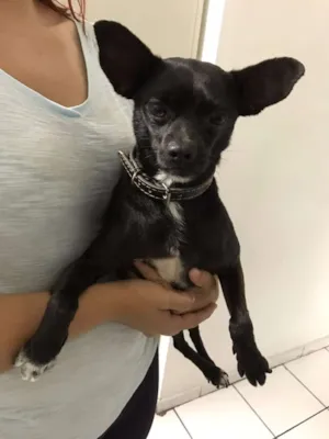 Cachorro raça  idade 5 anos nome Kiabo