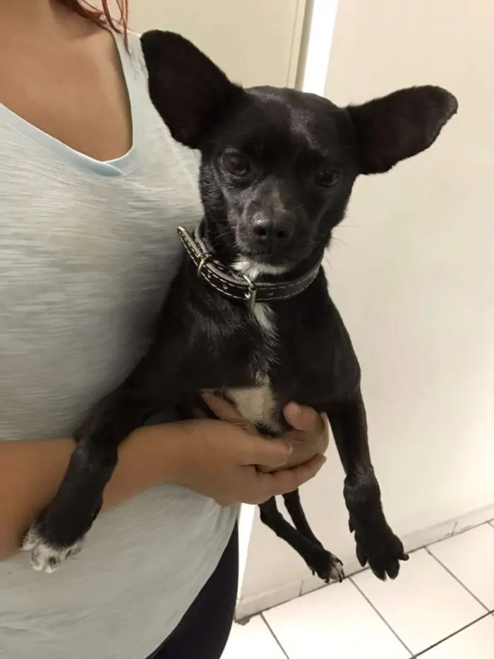 Cachorro ra a  idade 5 anos nome Kiabo