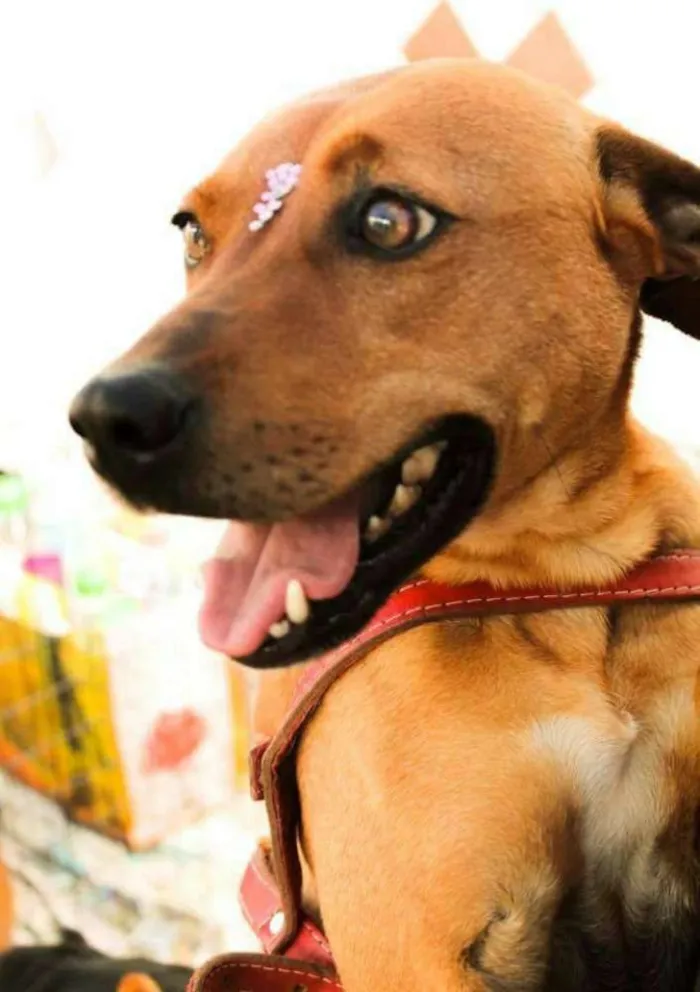 Cachorro ra a SRD idade 2 anos nome VITORIA