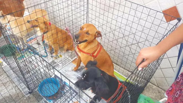 Cachorro ra a SRD idade 2 anos nome VITORIA