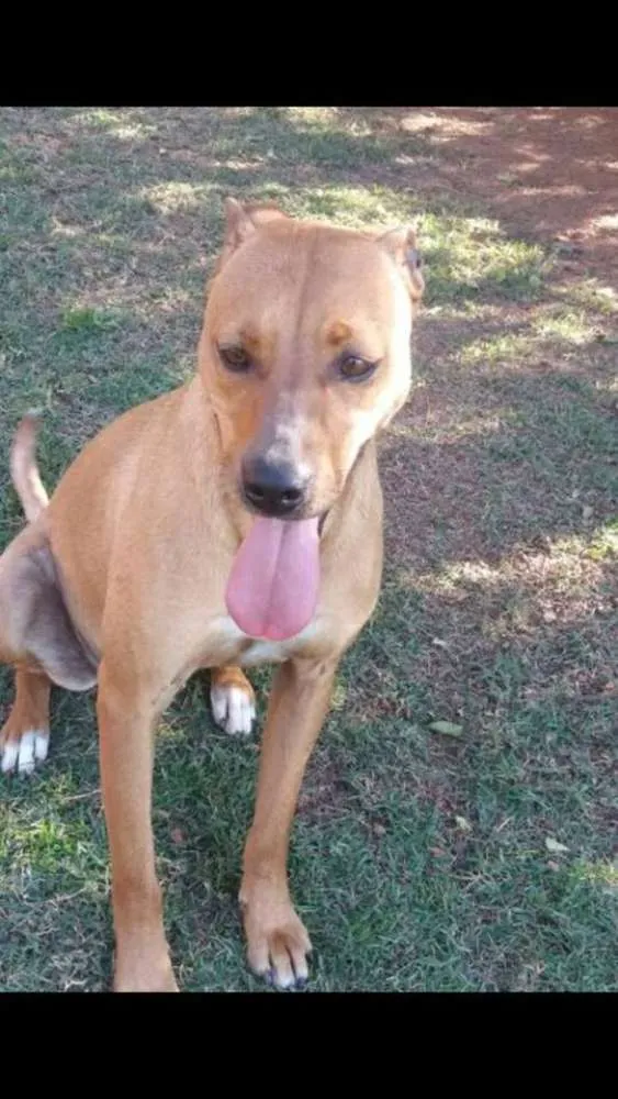 Cachorro ra a SRD idade 2 anos nome VITORIA