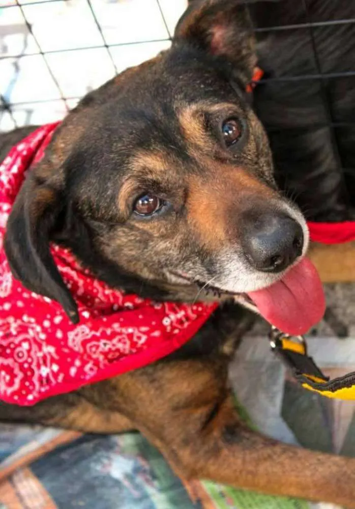 Cachorro ra a SRD idade 4 anos nome PODEROSO