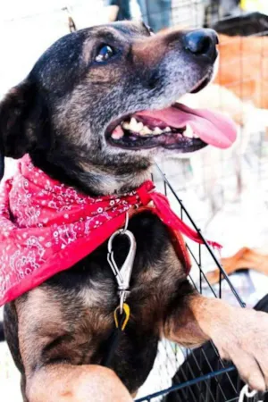 Cachorro raça SRD idade 4 anos nome PODEROSO