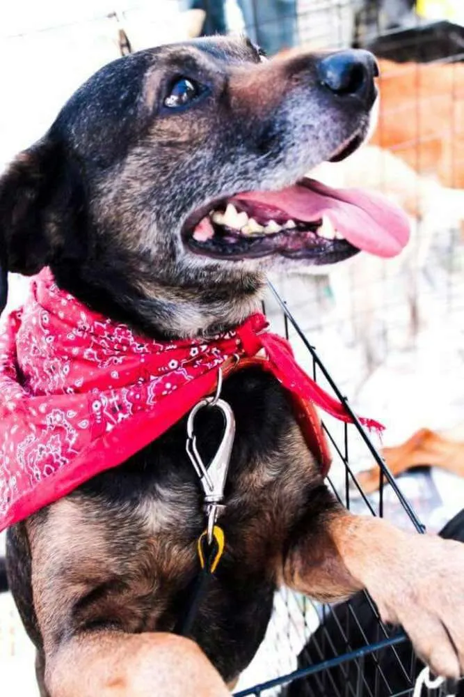 Cachorro ra a SRD idade 4 anos nome PODEROSO