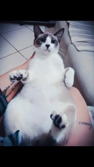 Gato raça Vira lata idade 1 ano nome Amora, Simba e Mel